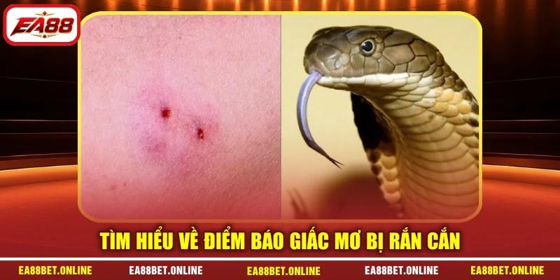 Tìm hiểu về điểm báo giấc mơ bị rắn cắn